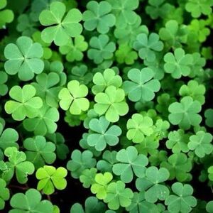 Live Show Sale- TY !